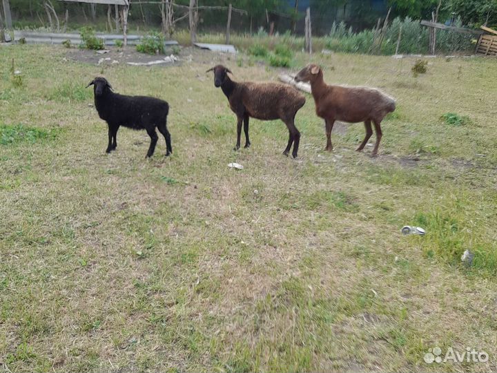 Овцы с ягнятами