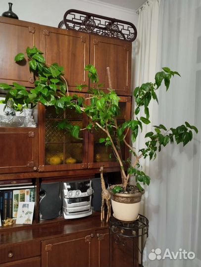 Роза китайская