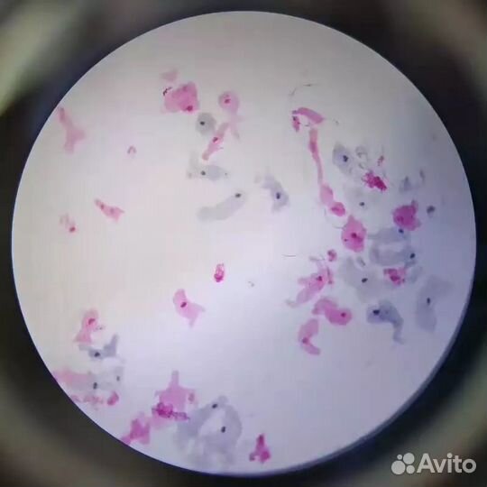 Микропрепарат Амеба для просмотра в микроскоп