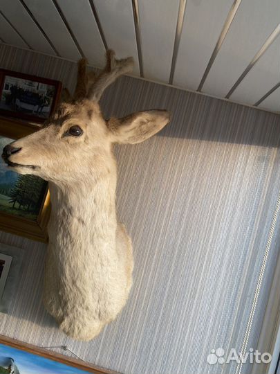 Чучело головы косули