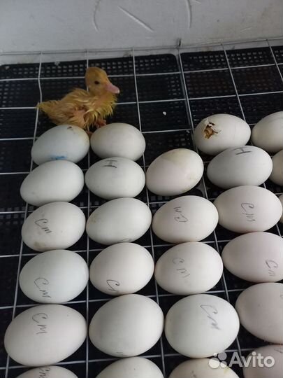 Яйцо индоутки