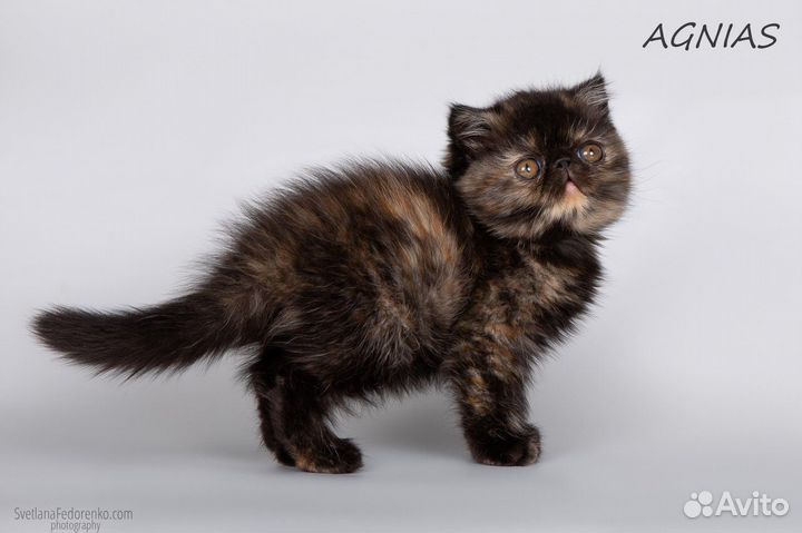 Экзотическая красавица экстремал