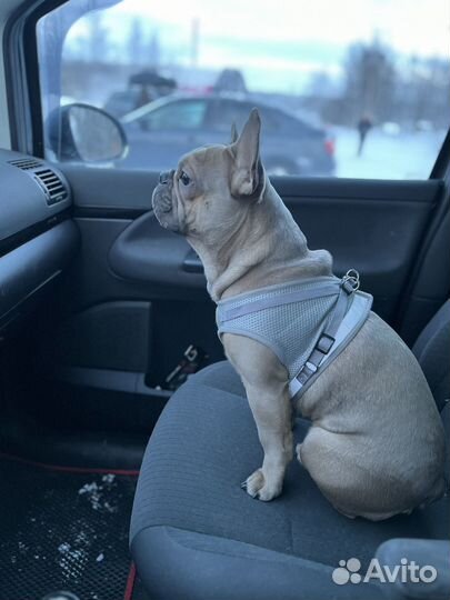 Случка собак ищем девочку