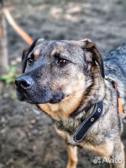 Классный пёс Лукас ищет дом