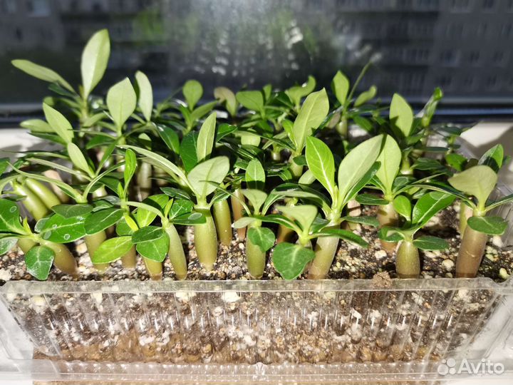 Адениум сеянцы