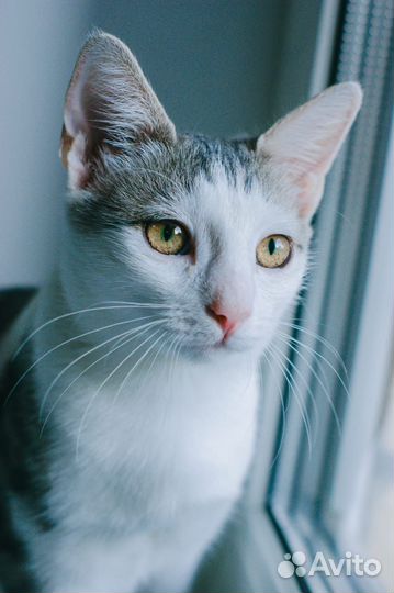Кошечка 7 мес ищет дом