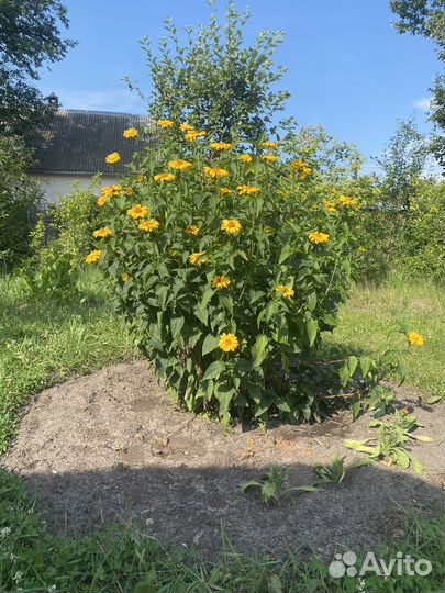 Многолетний цветок