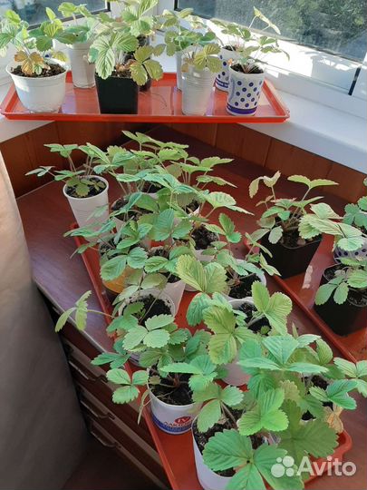 Земляника желтое чудо саженцы