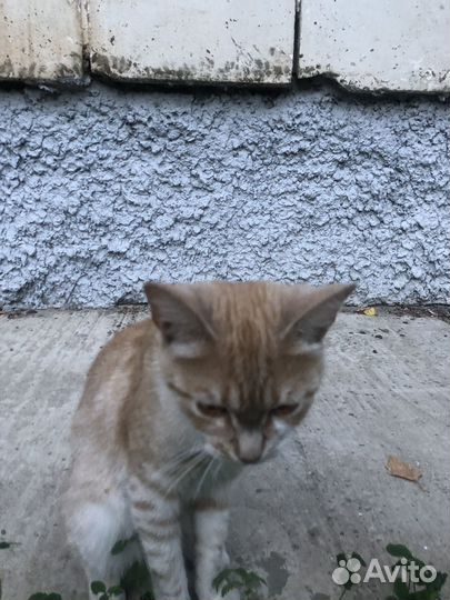 Ищем хозяина