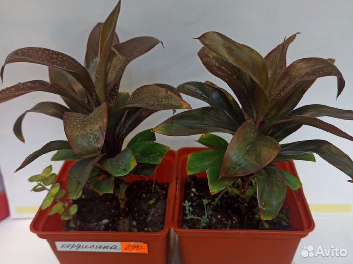 Филодендрон кордилина бамбук спатифиллум