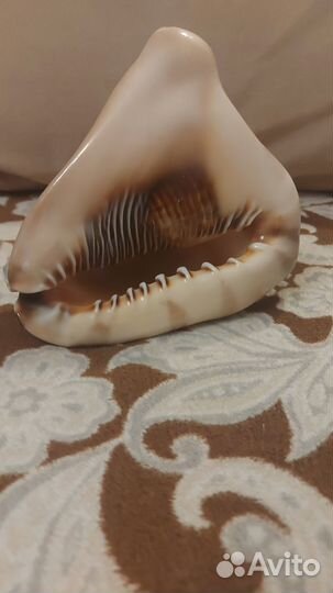 Ракушка морская большая