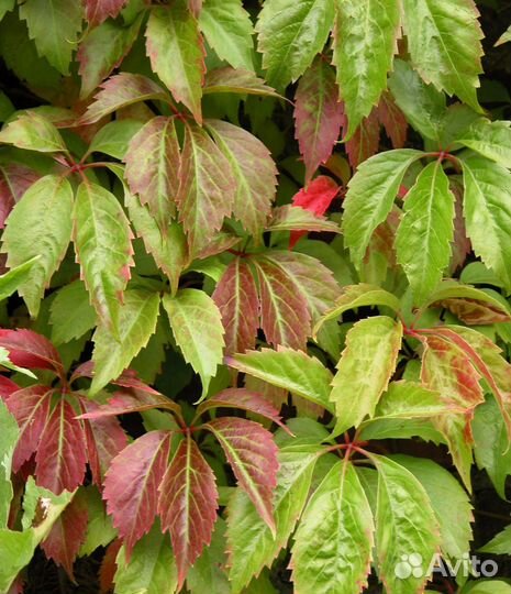 Девичий виноград (дикий), медуница