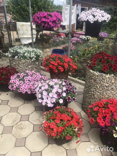 Петунья ампельная разные цвета и сорта