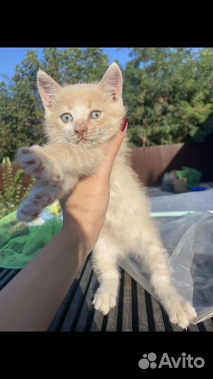 Котенок