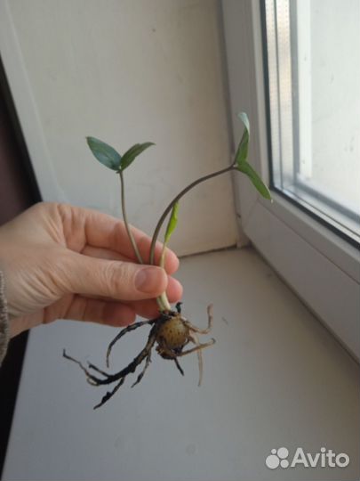 Замиокулькас