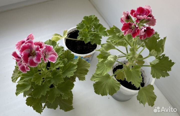 Пеларгония герань королевская