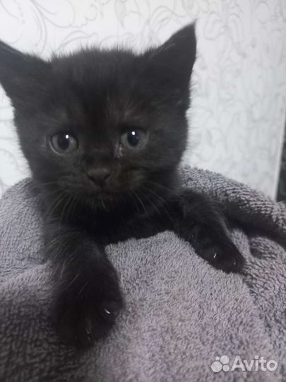 Котята в добрые руки бесплатно