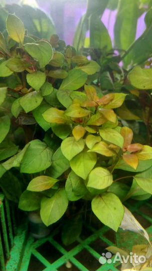 Аквариумные растения в ассортименте людвигия