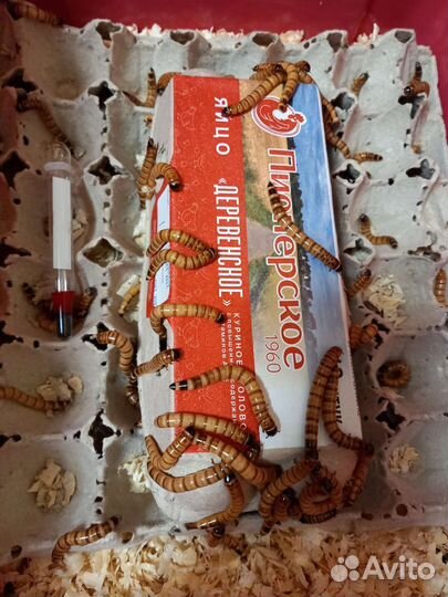 Зофобас-живой корм для насекомоядных животных