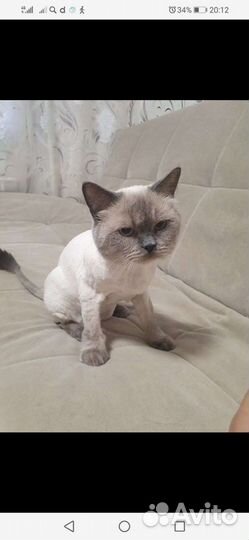 Ветеринарный врач на дому: стрижка, кастрация и пр