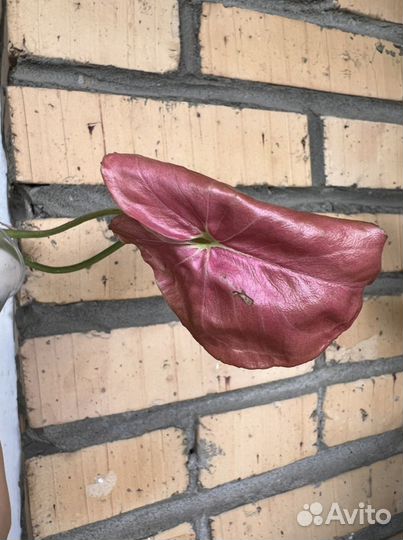 Сингониум orm naq