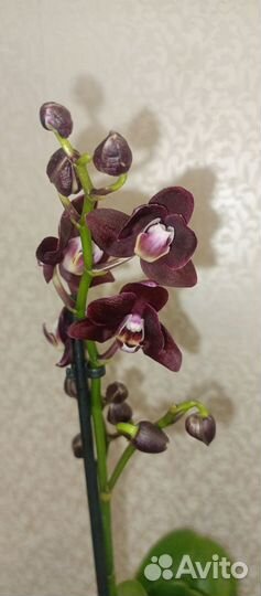 Орхидея фаленопсис