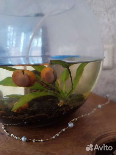 Улитки аквариумные ампулярии