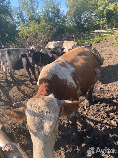 Быки на племя