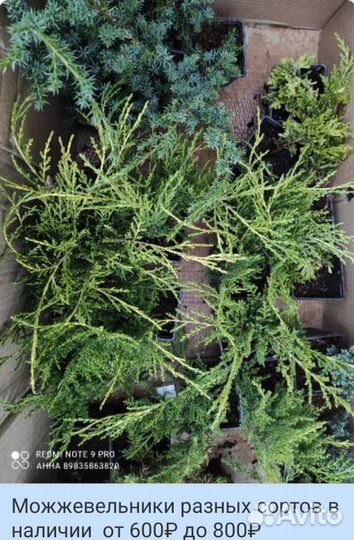 Можжевельники разных сортов голубые зелёные