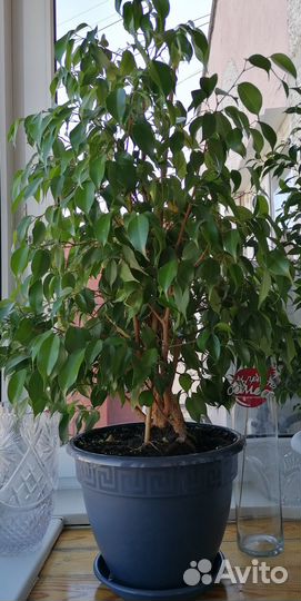 Фикус бенджамина