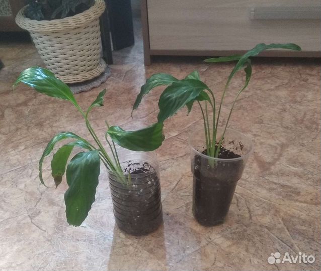 Спатифиллум