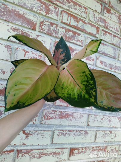 Аглаонема Suratan bunai