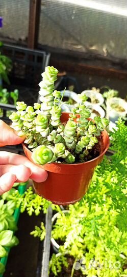 Толстянка в ассортименте