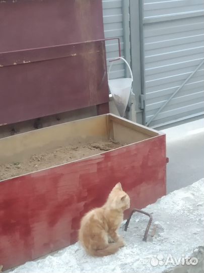 Котенок и мама выживают на стройке