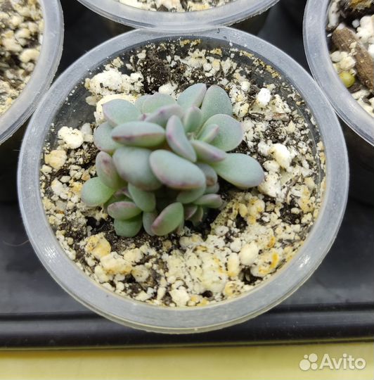 Суккуленты: Graptoveria Cupid