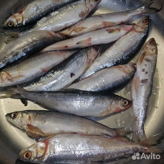 Ряпушка слабосолёная