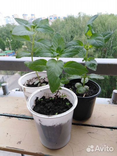 Мята 2 вида, мелисса лимонная