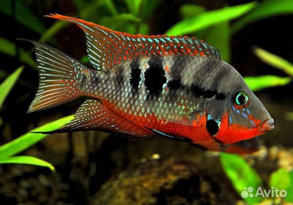 Цихлазома Меека