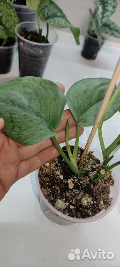 Сциндапсусы