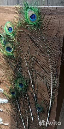 Перо павлина