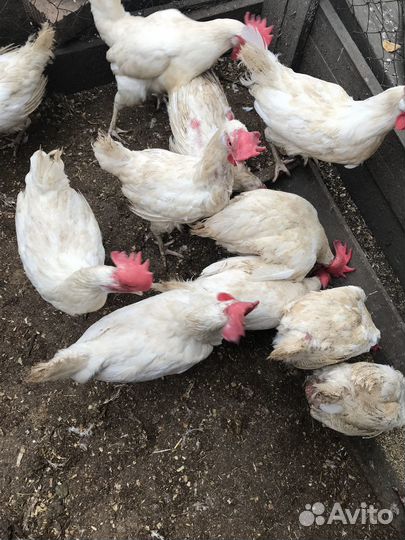 Продажа кур несушек