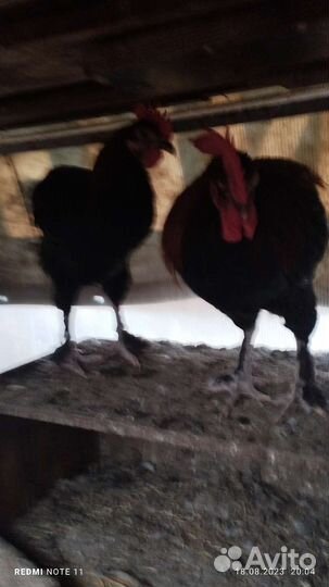 Петух черно-медный маран