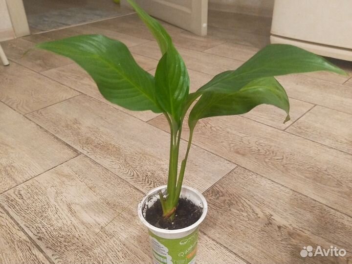 Спатифиллум