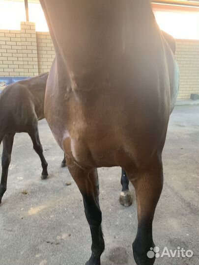 Кобылу с жеребенком