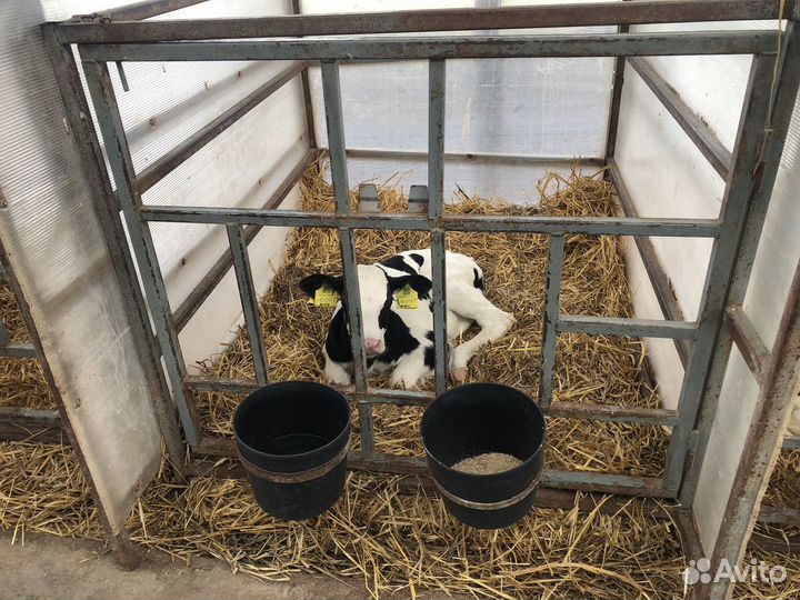 Ведра для откорма телят