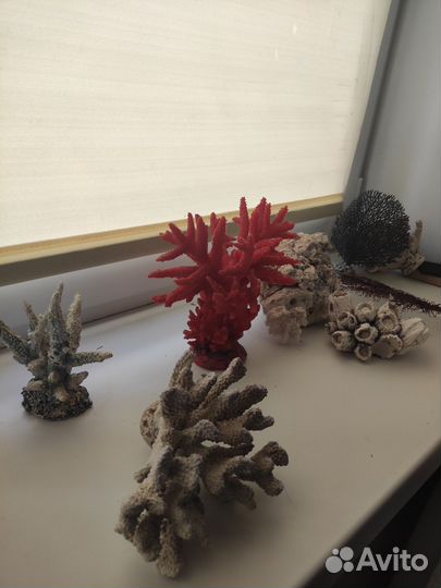 Кораллы для аквариума