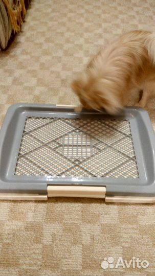 Туалет универсальный для приучения щенков