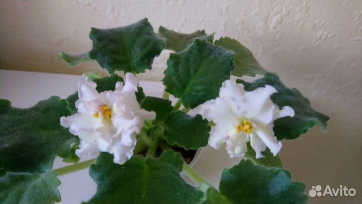 Фиалки цветущие Mellow Yellow