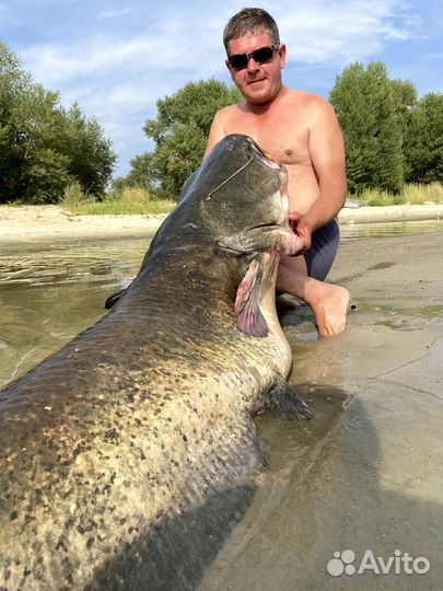 Трофейная рыбалка на сомов и судаков