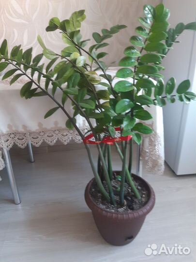 Комнатные цветы